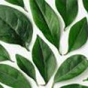 Green leaves on white background